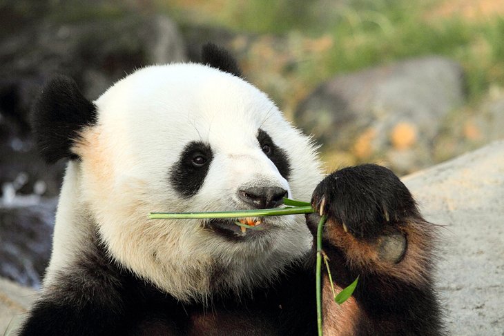 hong-kong-ocean-park-panda.jpg