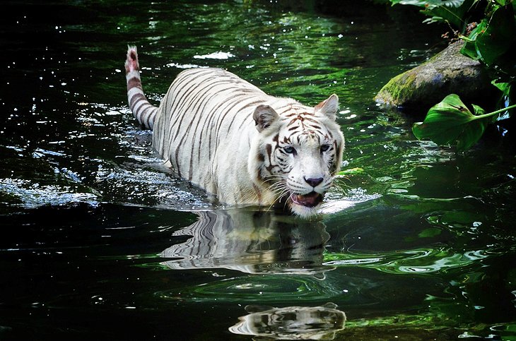 singapore-zoo.jpg